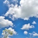 진부령 목장 이미지