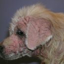 24시 대전동물의료센터 이미지