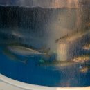 노도고등어회 이미지