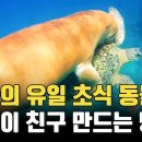 바다의 유일한 초식 동물 '듀공'의 친구만들기 작전 이미지