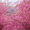 4월 22일(토) 강진 봄꽃여행(남미륵사 철쭉)&가우도 출렁다리/가우도 섬트래킹.♡40,000원.36석 리무진운행 이미지