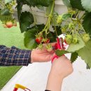 오만농장 | [아산딸기도치팜] 딸기 농장 체험 천안아산 아이와 가볼만한곳 솔직후기