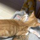 NR-20[지리산대로]-하-50 | [지리산 천왕봉 등산코스] 초보자의 희망편_ 중산리 코스(로타리 대피소)