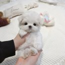 비비퍼피 강아지분양 일산점 네이버블로그