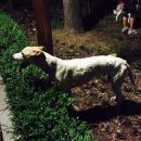 강남켄넬 이미지