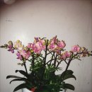 샤론의꽃 이미지