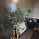 대구로얄세탁소 | 대구 앞산 카페/ 카스테라와 커피가 유명한 : 백금당