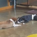 발리애견호텔 이미지