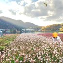 보발재 정상 주차장 | 11월 단양 단풍여행기(보발재,구인사,도담정원)