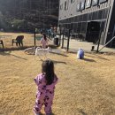 댕글댕글 | [여행 민선생] 댕글댕글 글램핑장 : 강아지들파티