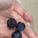 은파농장 | 은파농장 내돈내산 블루베리 후기