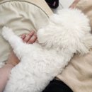 강생이천국 이미지