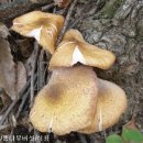 한국의 식용버섯과 효능 이미지