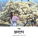 (주)계성문화 | 대구 청라언덕 목련 포토존 실시간 꽃구경 웨이팅 주차 정보