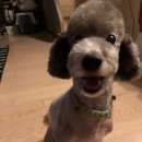 갤럭시펫 애견미용 이미지