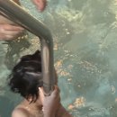 가라월라 이미지