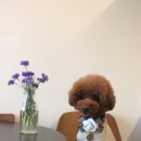 Dogi Dogi(도기도기) 이미지