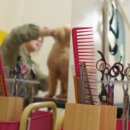 왈왈 살롱 이미지