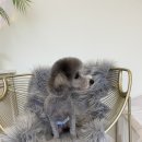 도블리펫 이미지