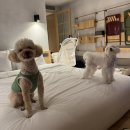 펫테리 | 경주 키녹 kinock 펫 호텔 반려동물 동반 호텔 내돈내산 후기