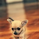 하얀강아지 이미지