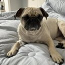 척척 동물의료센터 이미지