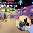 아지트댕댕 이미지