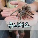 쥬니버스 | 서울 아이랑 가볼만한곳 쥬니버스 후기, 파충류 체험 가능한 서울 동물카페