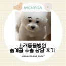 소래역남로16번길R | 강아지 슬개골 수술 상담 후기 소래동물병원