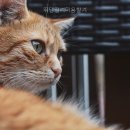 뛰댕길겨미용할겨 - 청주시 흥덕구 직지대로 635 | 뛰댕길겨미용할겨