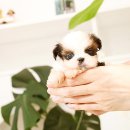퍼피로운 강아지분양 일산본점 | 일산강아지분양, 애견샵 믿음가는 곳!