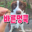 바른멍쿡 | 바른멍쿡 강아지간식 솔직후기