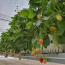 창하농장 이미지