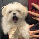 해피그래스 이미지