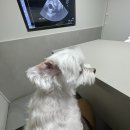 서울샤인 동물병원 | 강아지 폐종양 수술 항암치료 송파 샤인동물병원 후기