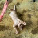 우포5마일펜션