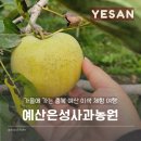 19지구대은성마트 | 충북 예산 은성농원에서 사과따기 가을 데이트 가볼만한곳