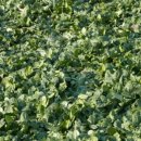 두모농장 이미지