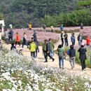 정읍 구절초 축제 30만명 다녀가 가을 대표 축제 자리매김 기사 이미지