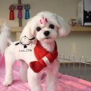 쿨 애견미용 이미지