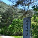 치악산둘레길 7코스 싸리지옛길 | 단종이 넘었던 길, 원주 싸리치옛길 치악산둘레길 가볼만한 곳
