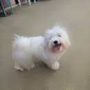 아지트댕댕 이미지