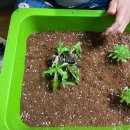 금수봉농장 이미지