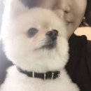 봉봉애견카페호텔 이미지