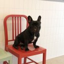 다다다펫그루밍 이미지