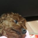 콩양
