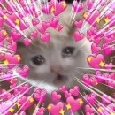 네르하쏠 이미지