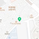 부산고양이분양 그린캣 이미지