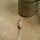 씨ㆍ후레쉬(Sea Fresh) 이미지