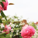 곡성-001 이미지